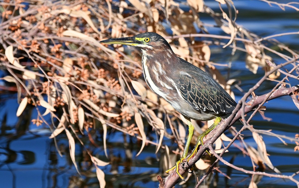 volavka zelenavá - ML645760530