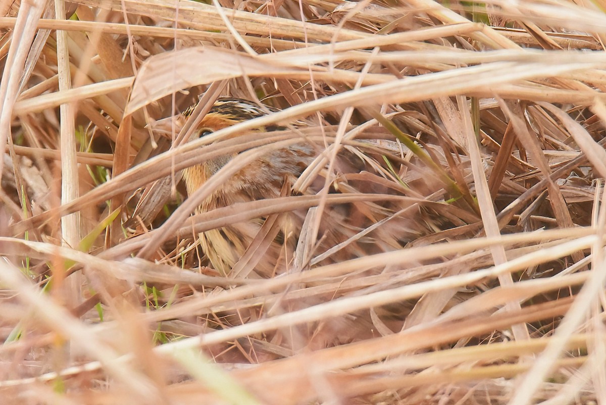 LeConte's Sparrow - ML645760535