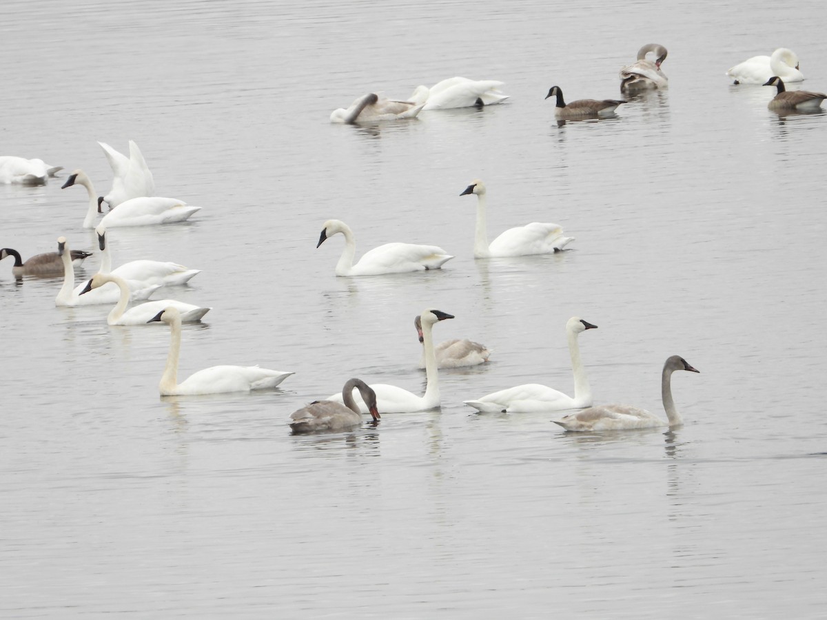 labuť trubač - ML645760543