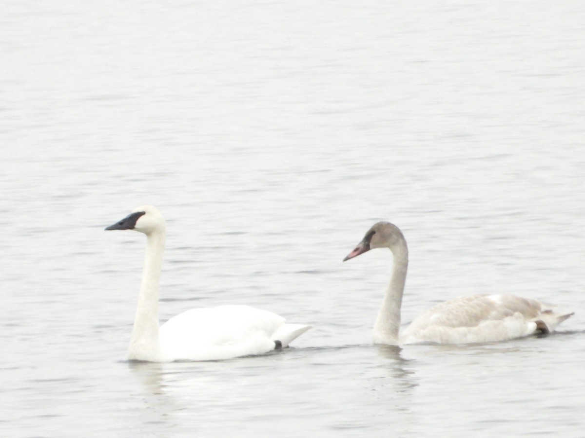 labuť trubač - ML645760545