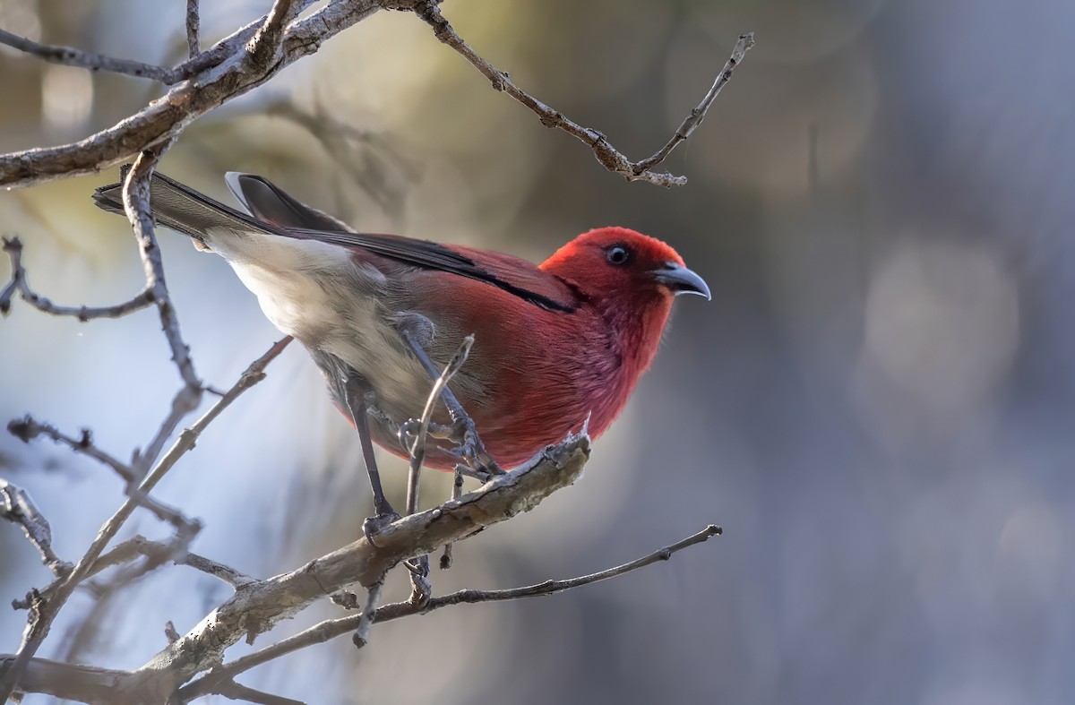 Малиновая апапане - ML645760548