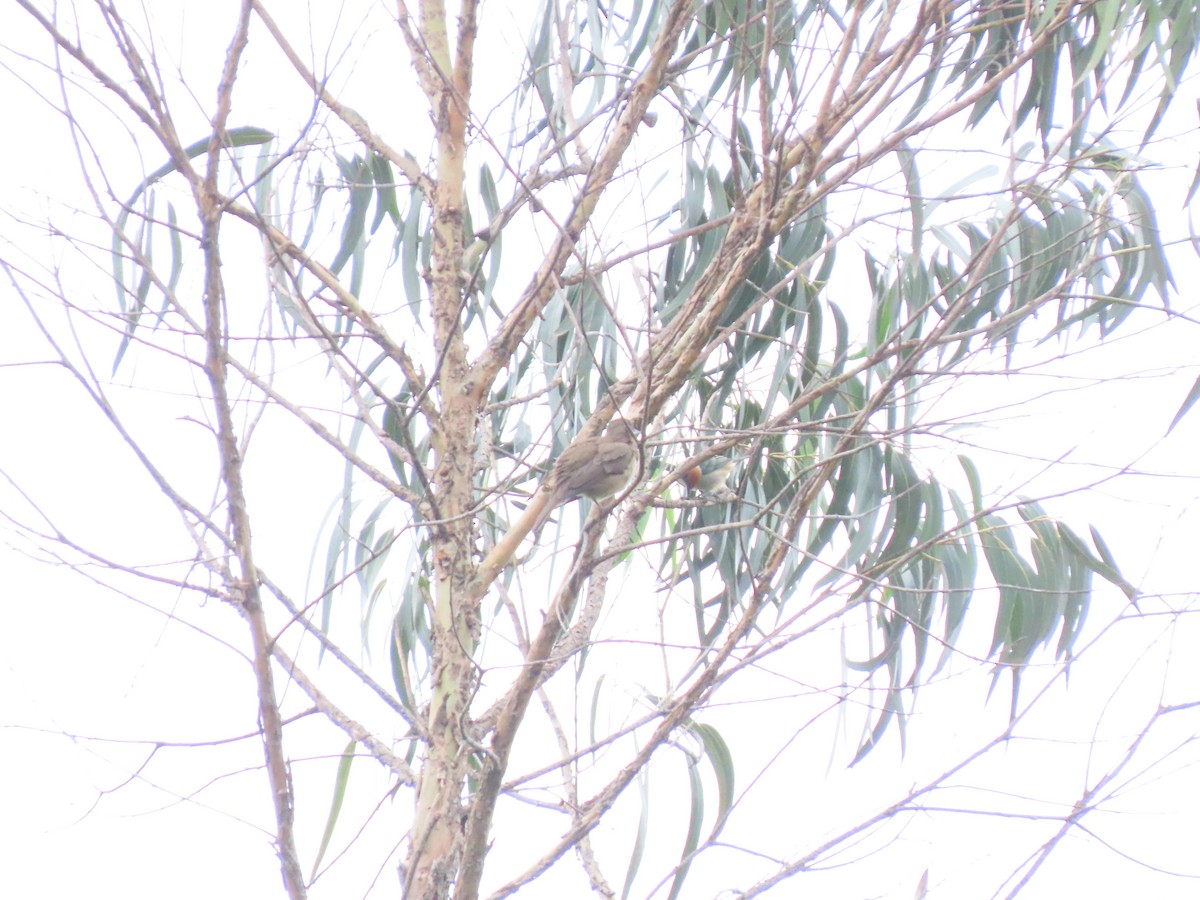 Black-billed Thrush - ML645760567