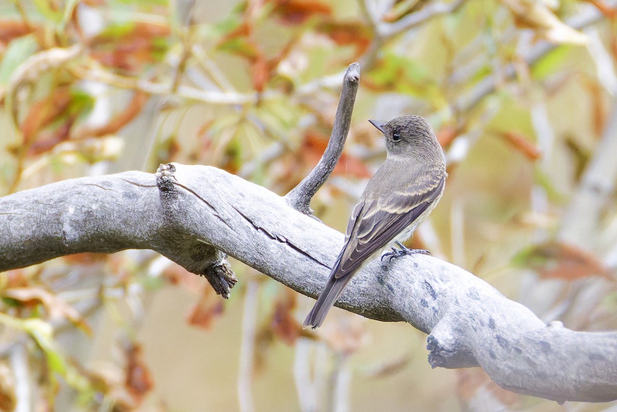 Western Wood-Pewee - ML645760573