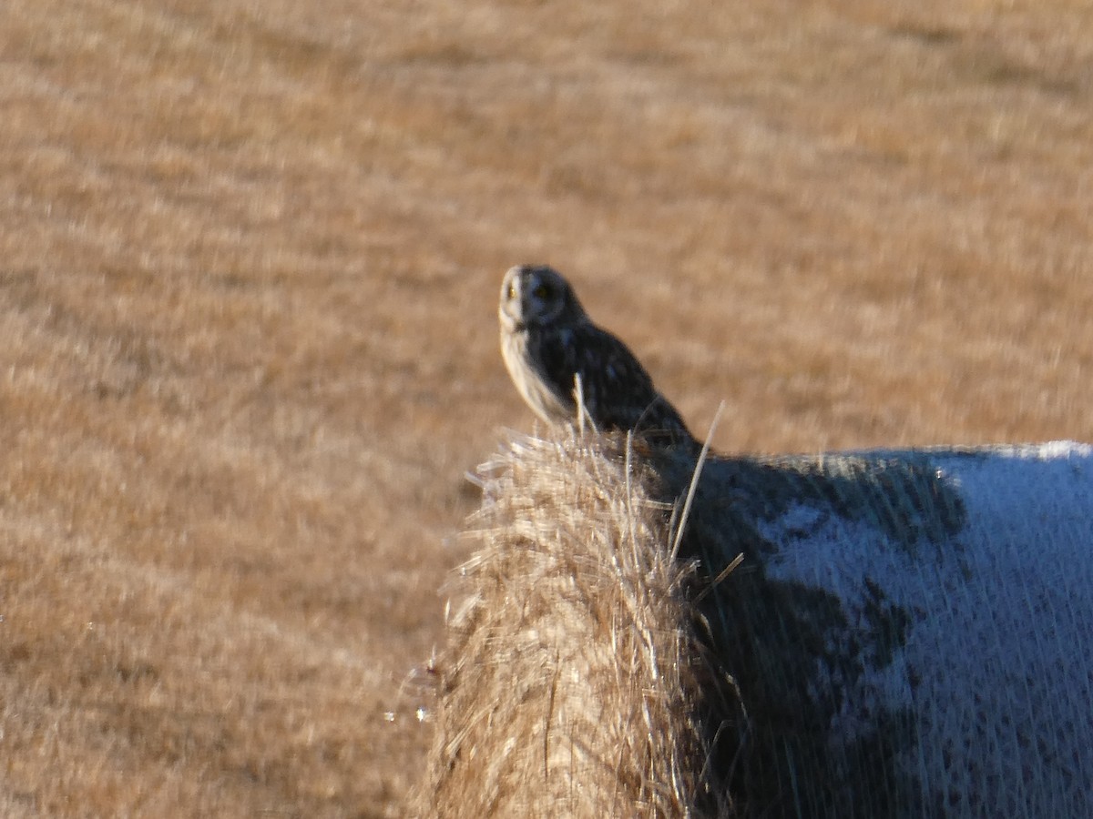 Short-eared Owl - ML645760576