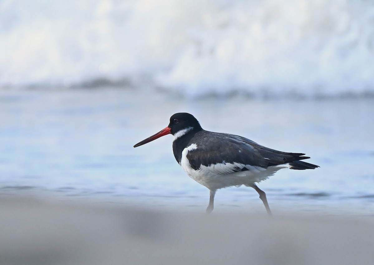 Eurasian Oystercatcher - ML645760577
