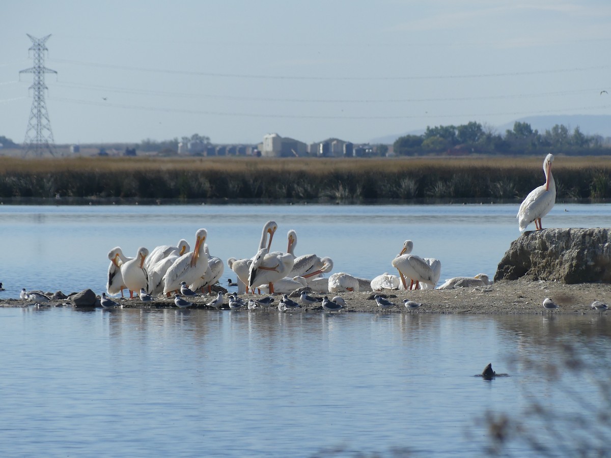 American White Pelican - ML645760583