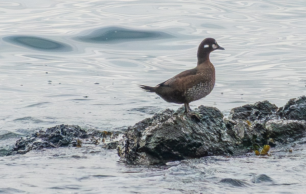 Harlequin Duck - ML645760586