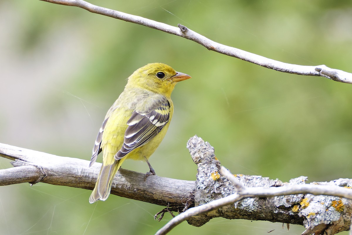 Western Tanager - ML645760591