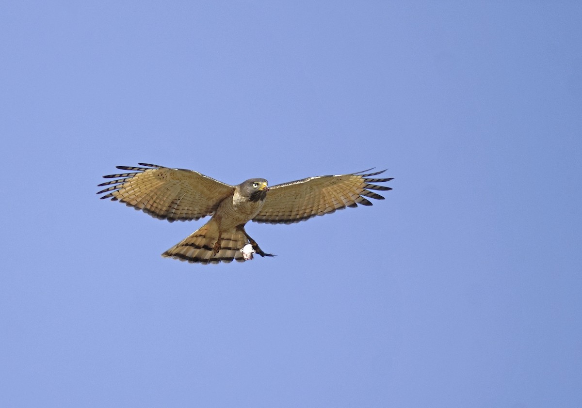Roadside Hawk - ML645760599