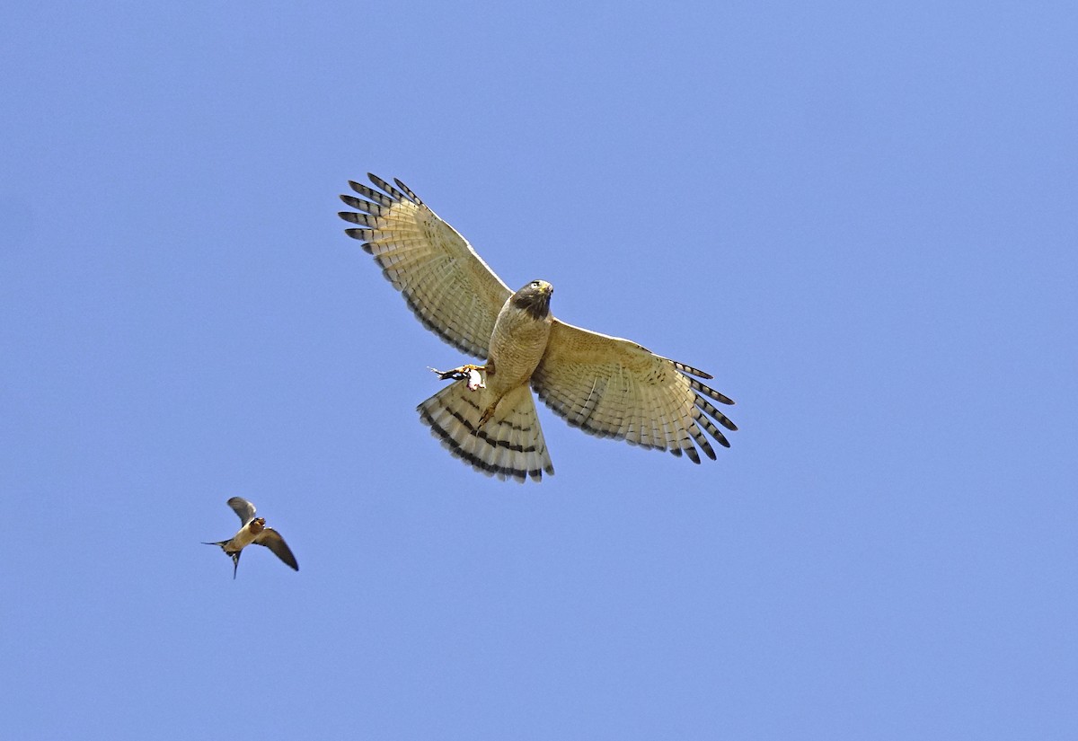 Roadside Hawk - ML645760600