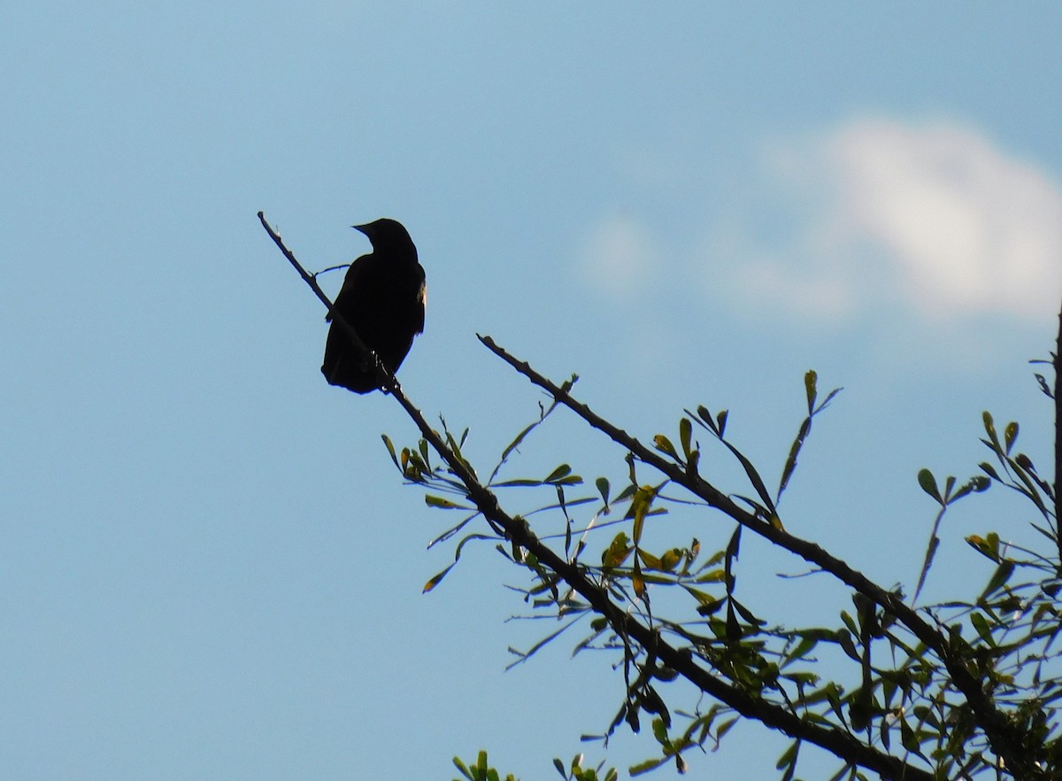 Red-winged Blackbird - ML645760604