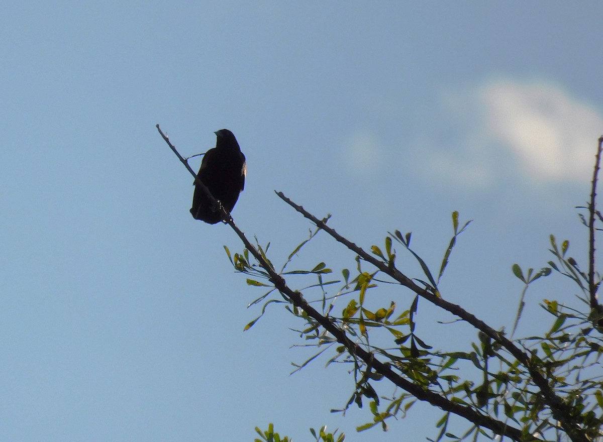 Red-winged Blackbird - ML645760605