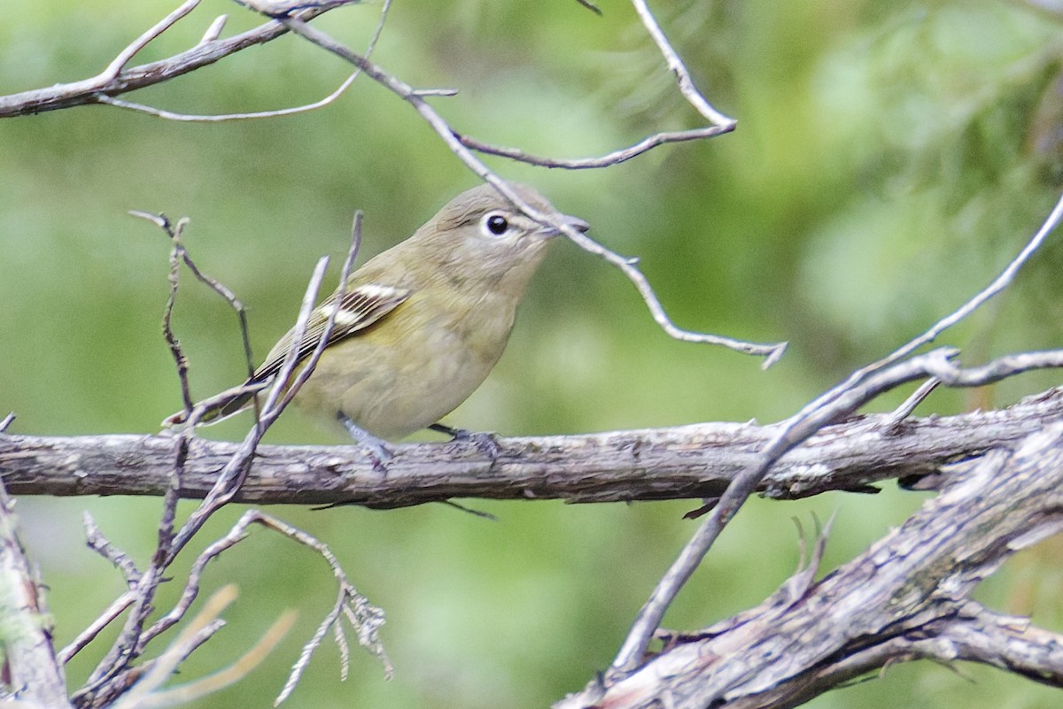 Cassin's Vireo - ML645760629