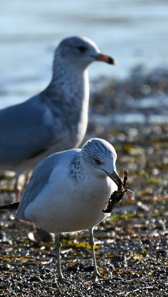 Ring-billed Gull - ML645760644