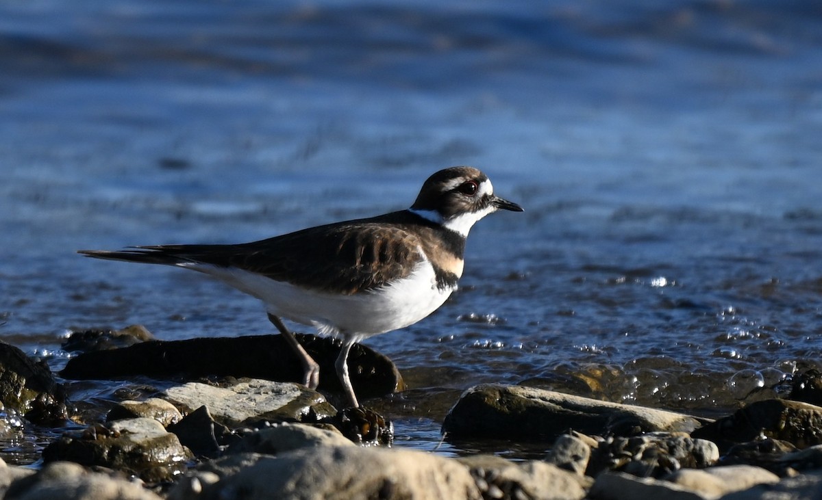 Killdeer - ML645760653