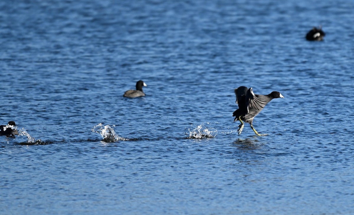 American Coot - ML645760660