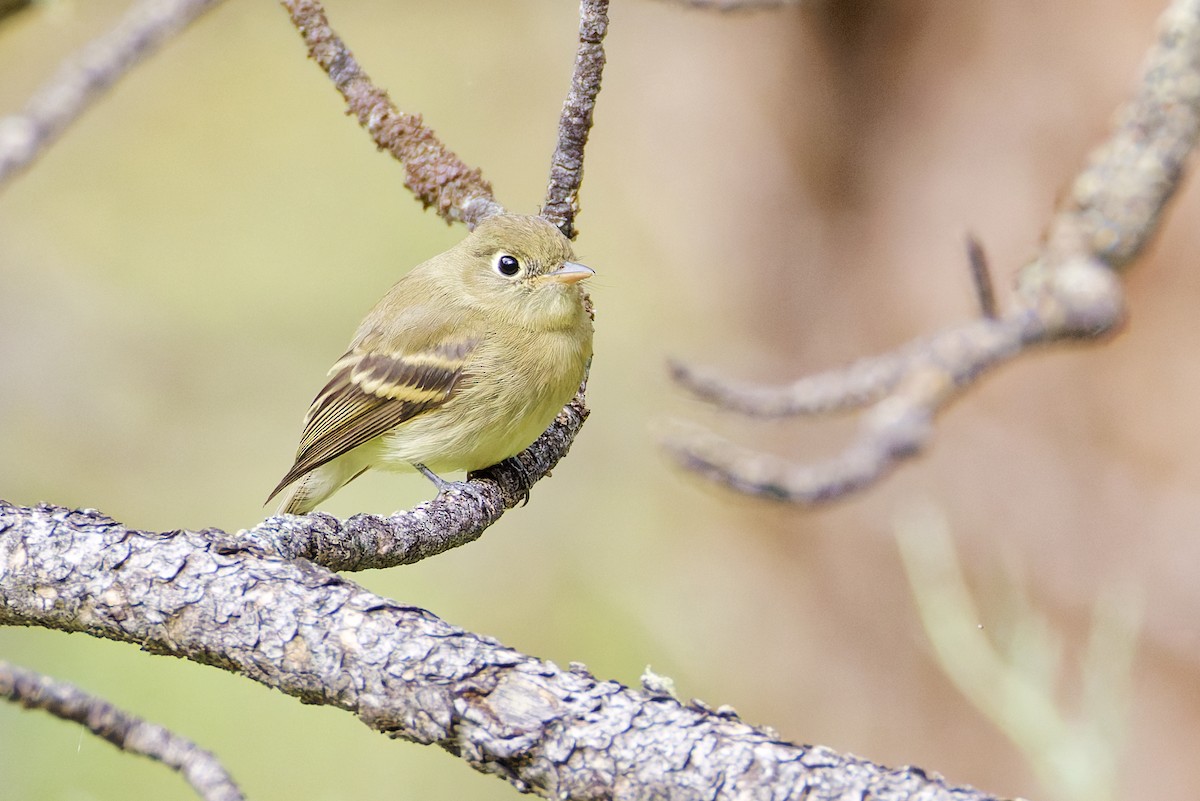 Western Flycatcher - ML645760662