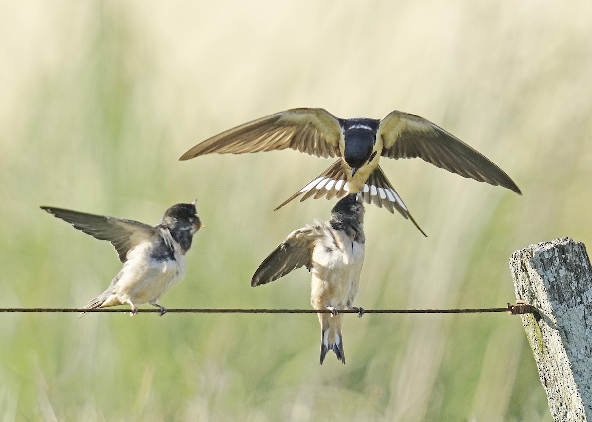 Barn Swallow - ML645760665
