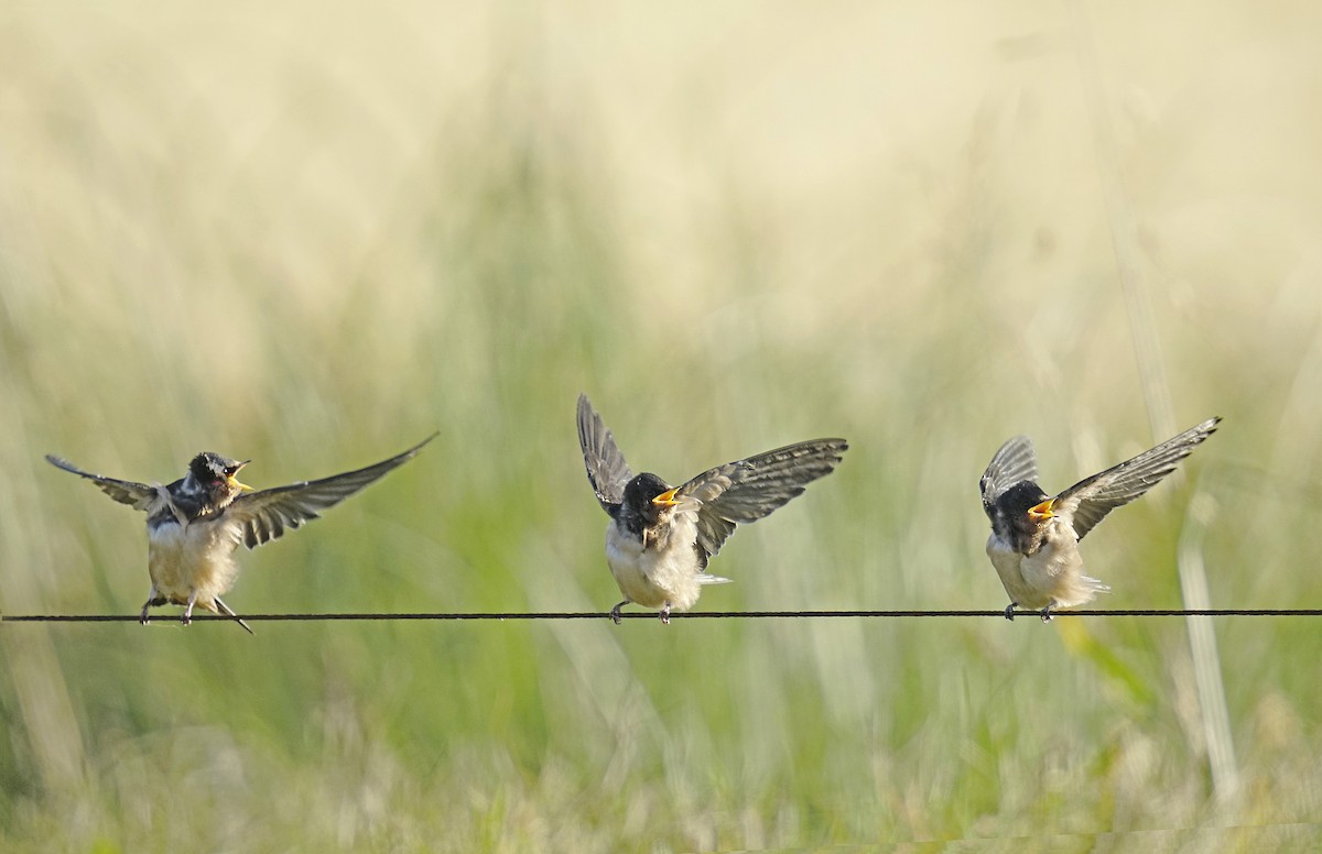 Barn Swallow - ML645760667