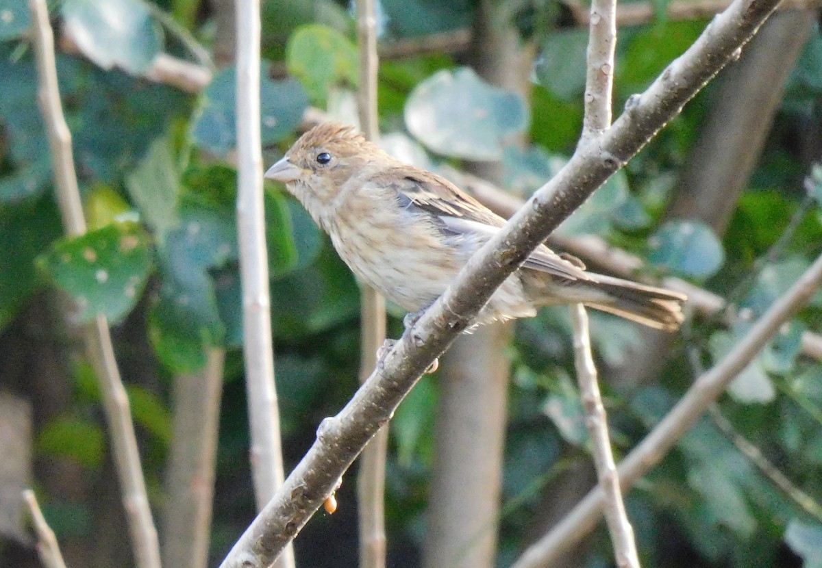 Indigo Bunting - ML645760669