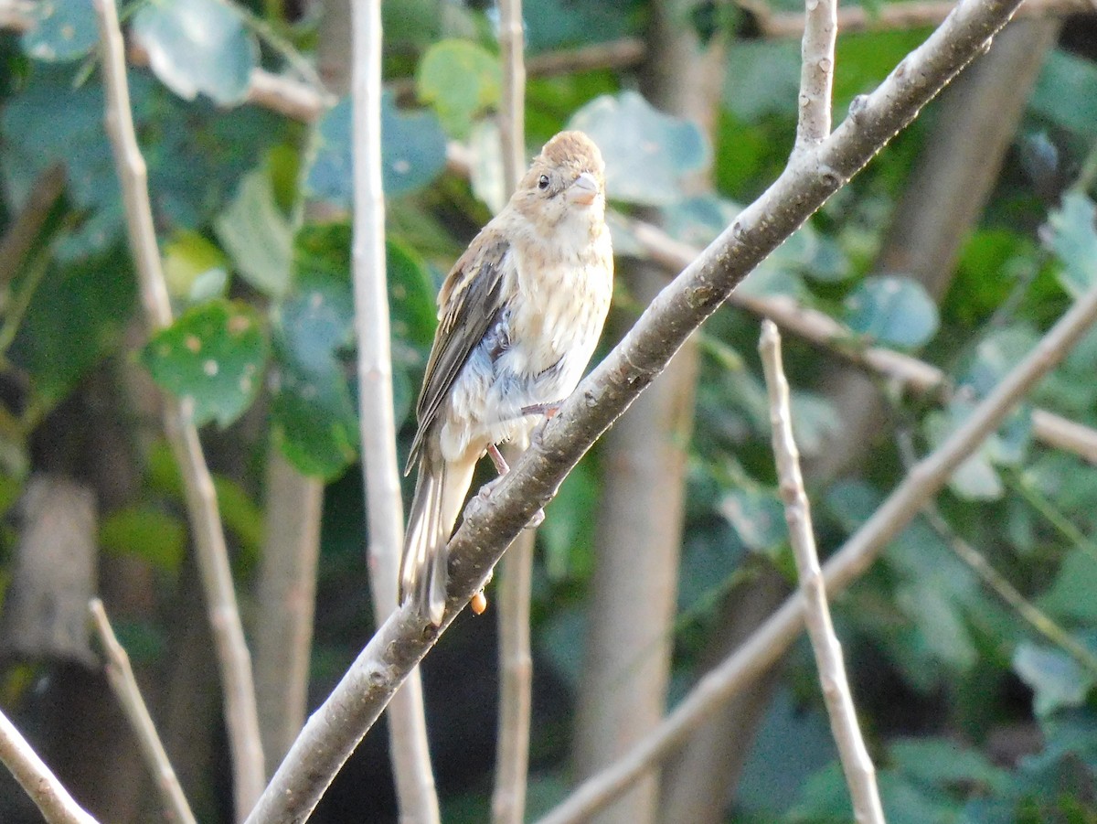 Indigo Bunting - ML645760670