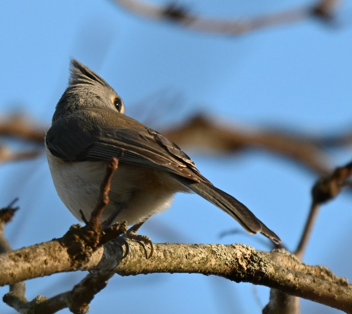 gråduskmeis - ML645760671