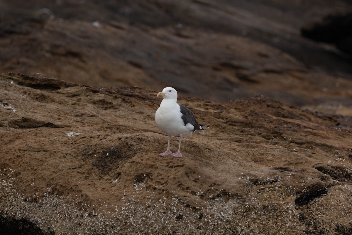 Gavión Atlántico - ML645760675