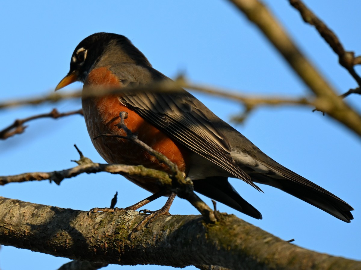 American Robin - ML645760676