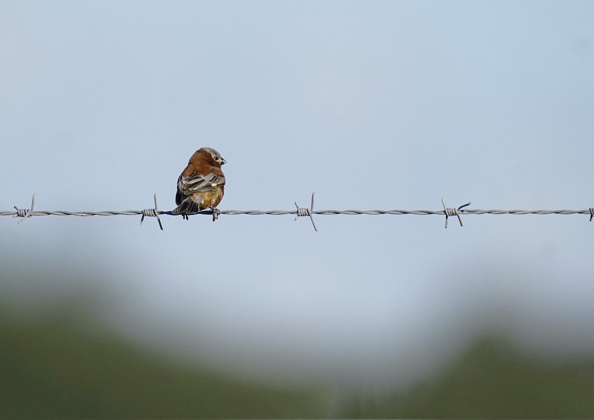 Chestnut Seedeater - ML645760678