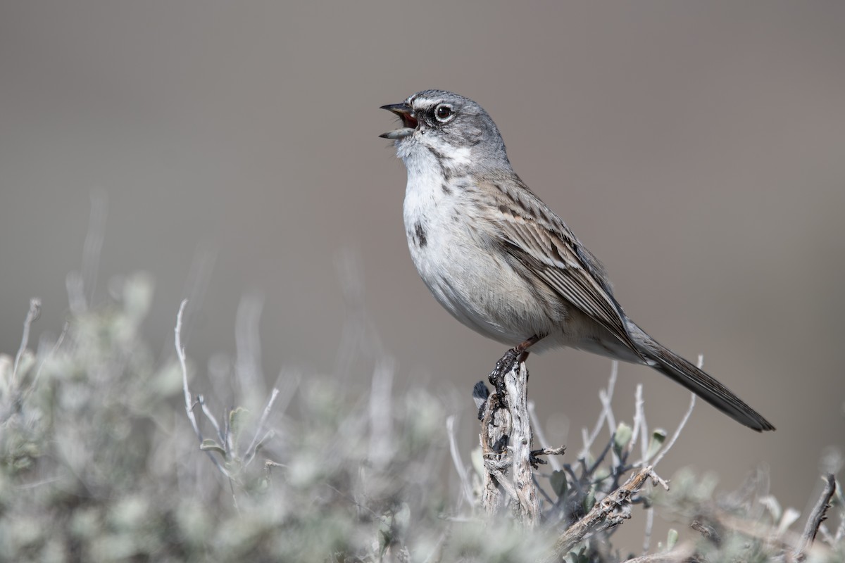 Sagebrush Sparrow - ML645760679