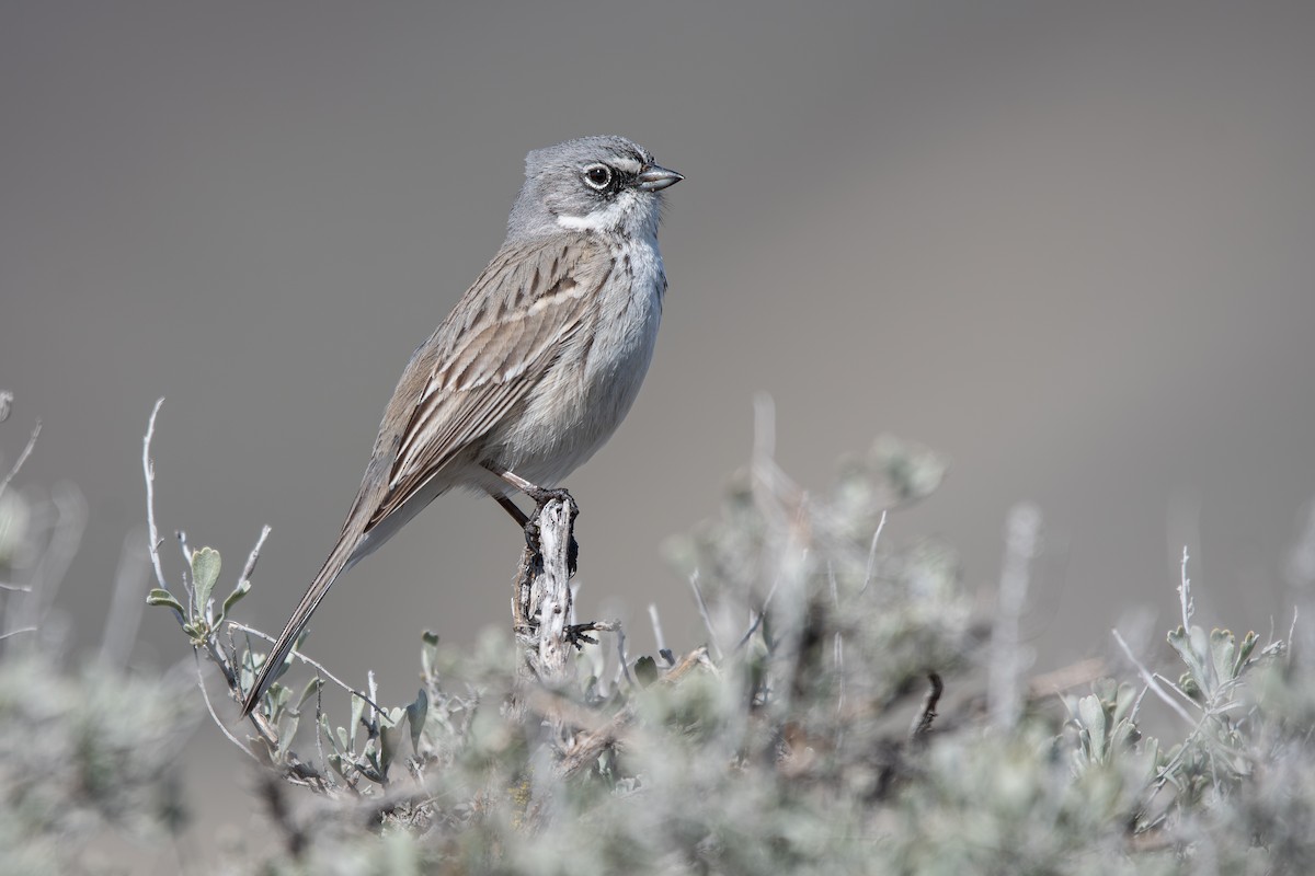 Sagebrush Sparrow - ML645760680