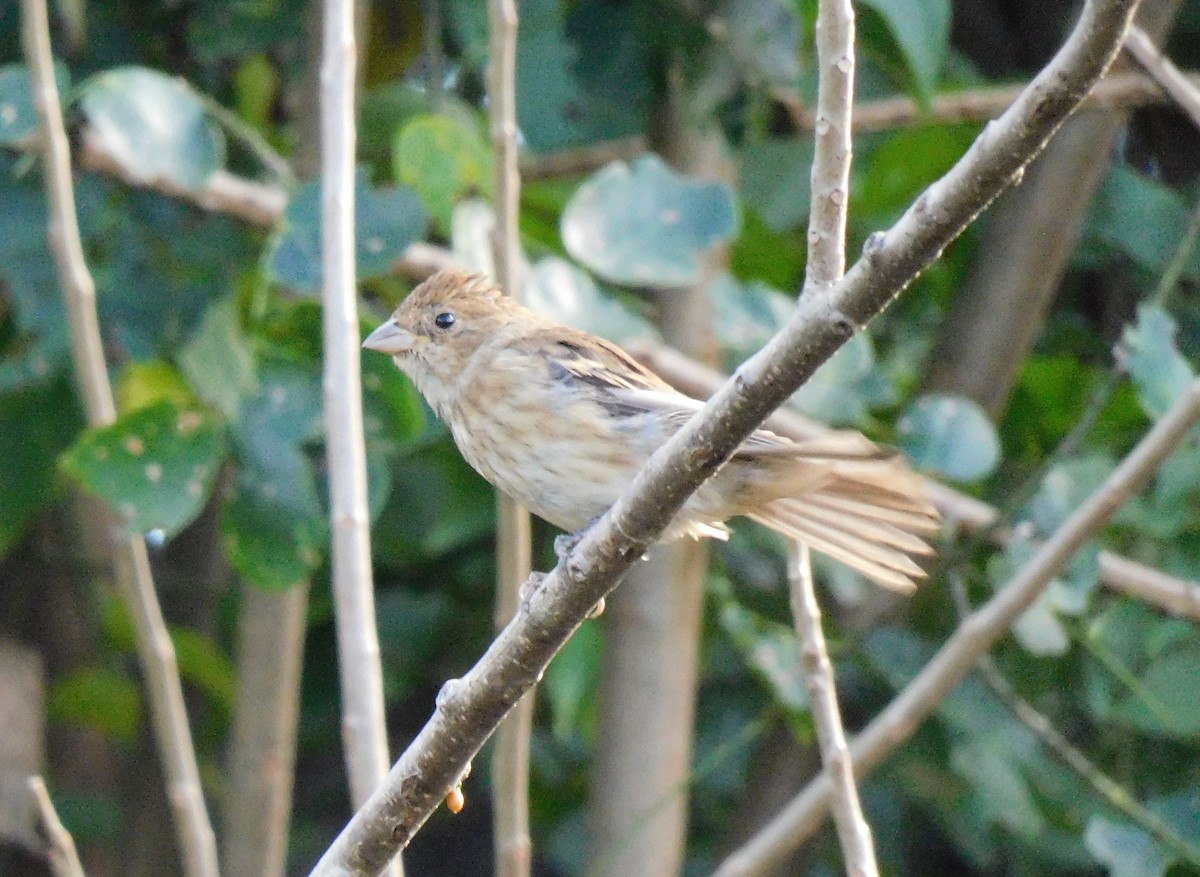 Indigo Bunting - ML645760681