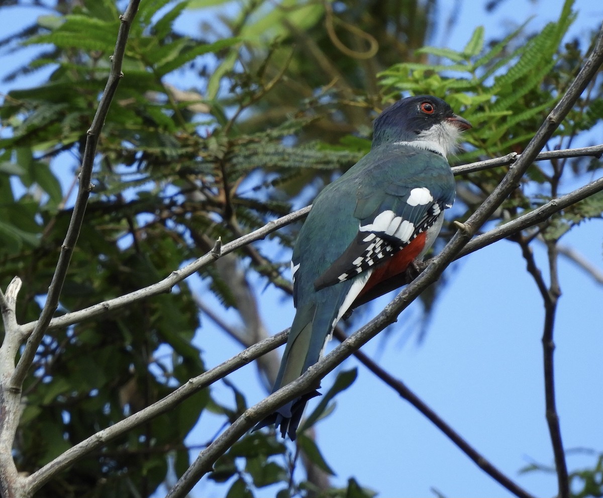 Cuban Trogon - ML645760685