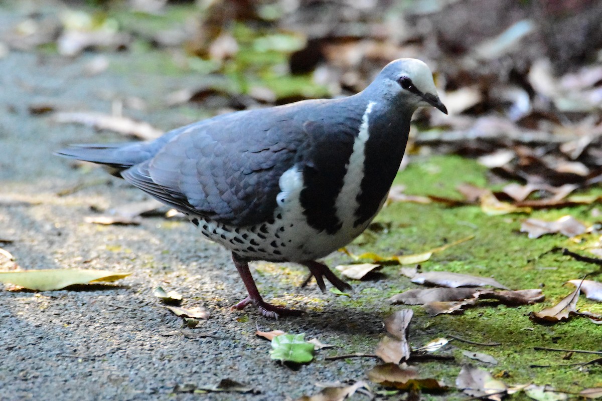 Wongataube - ML645760688