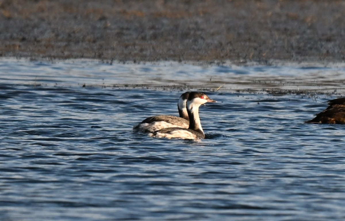 Horned Grebe - ML645760690