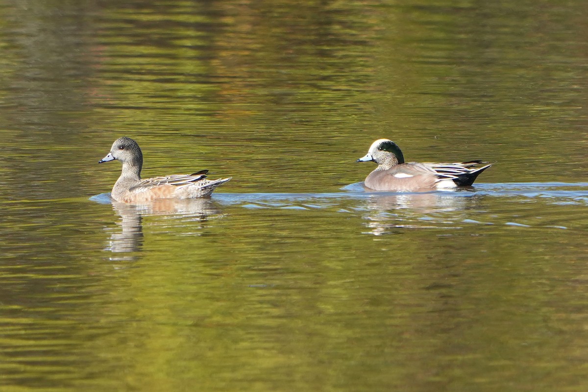 Свищ американський - ML645760692