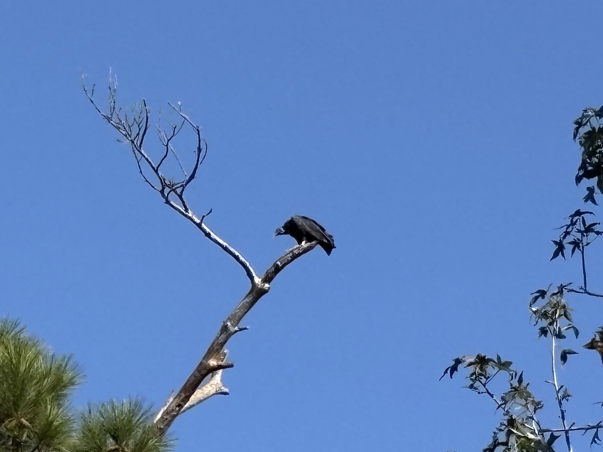 Катарта чорна - ML645760698