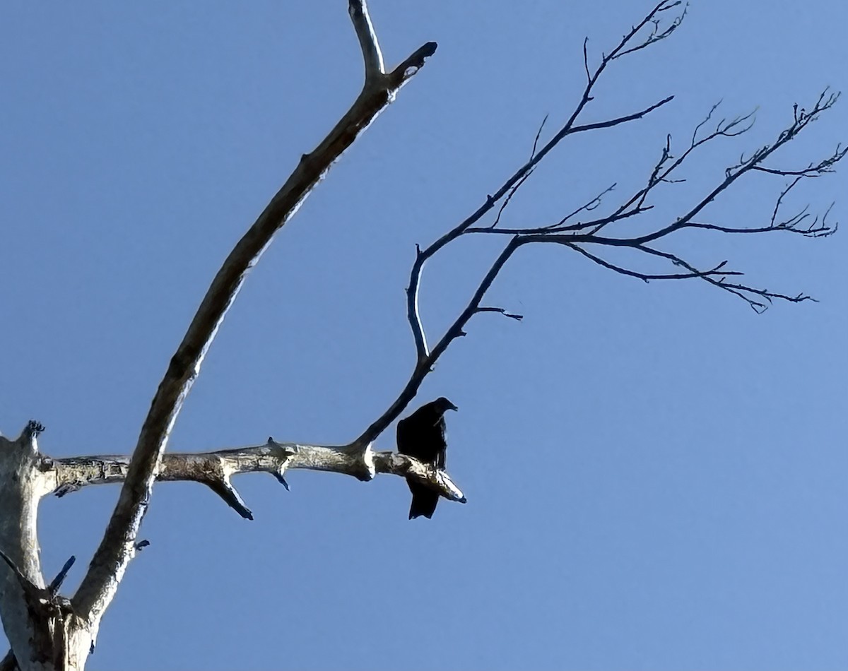 Катарта чорна - ML645760699