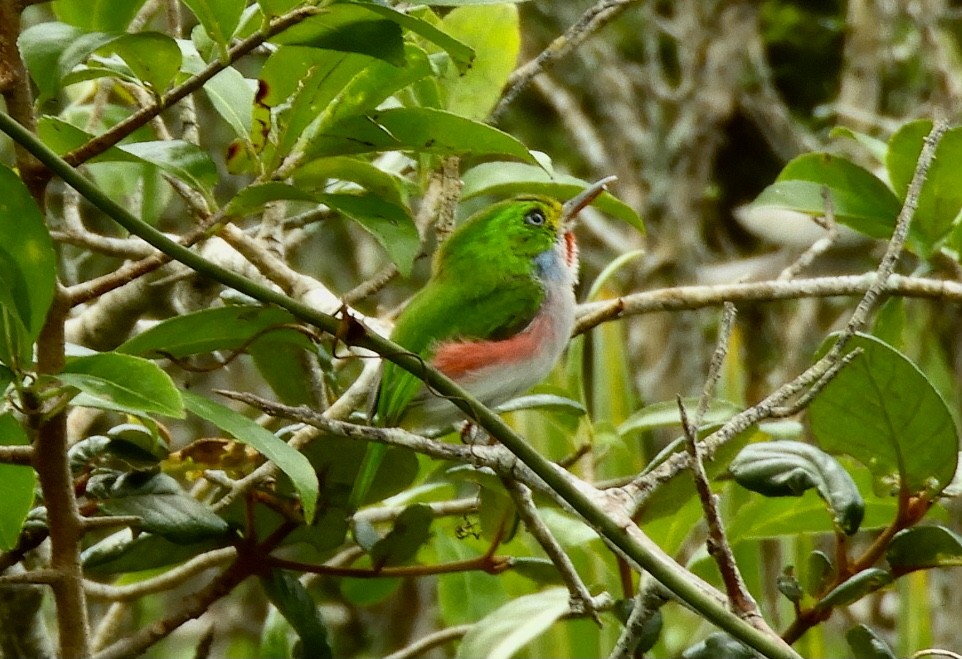Cuban Tody - ML645760701