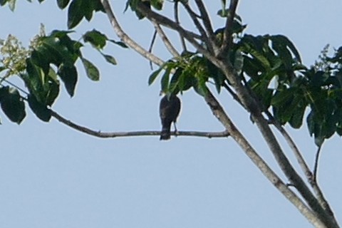 Tiny Hawk - ML645760703