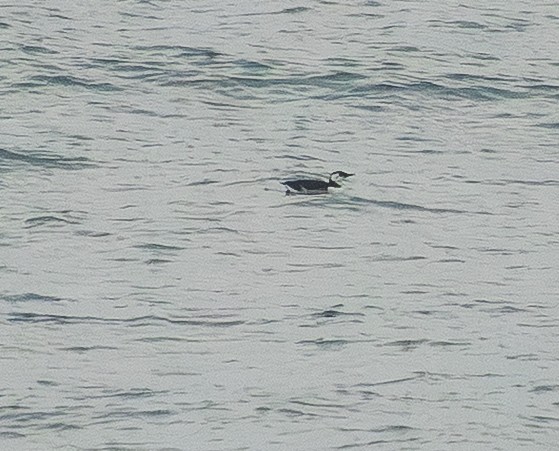 Marbled Murrelet - ML645760705