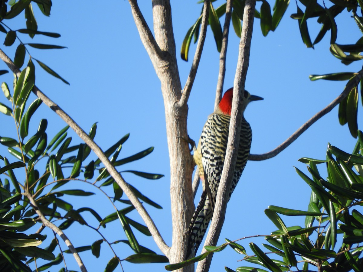 West Indian Woodpecker - ML645760730