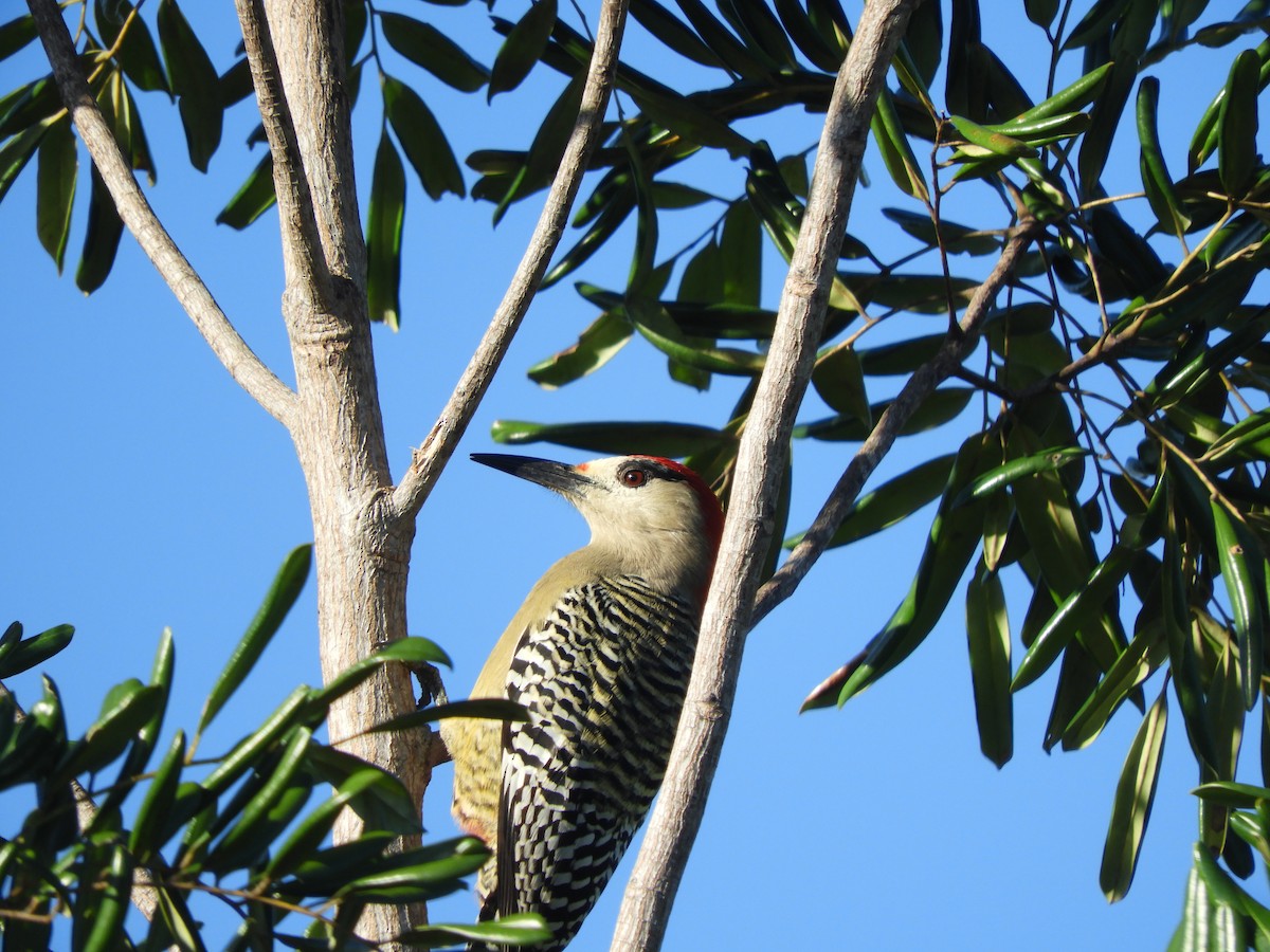 West Indian Woodpecker - ML645760731