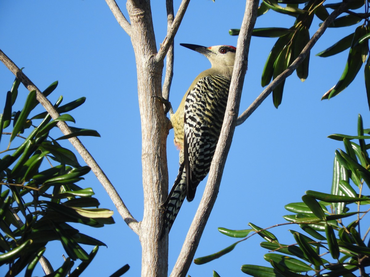 West Indian Woodpecker - ML645760732