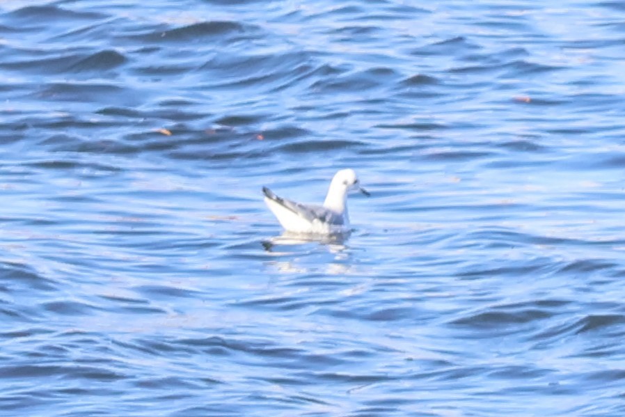 Bonaparte's Gull - ML645760734