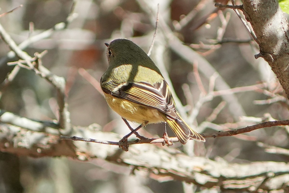 Ruby-crowned Kinglet - ML645760741