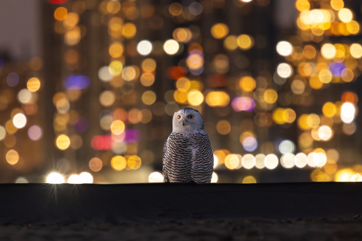 Harfang des neiges - ML645760744