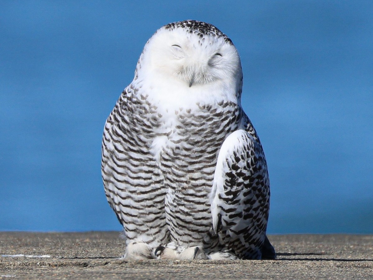 Snowy Owl - ML645760745
