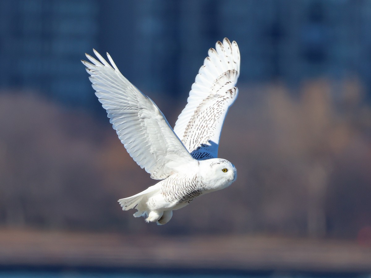 Snowy Owl - ML645760746