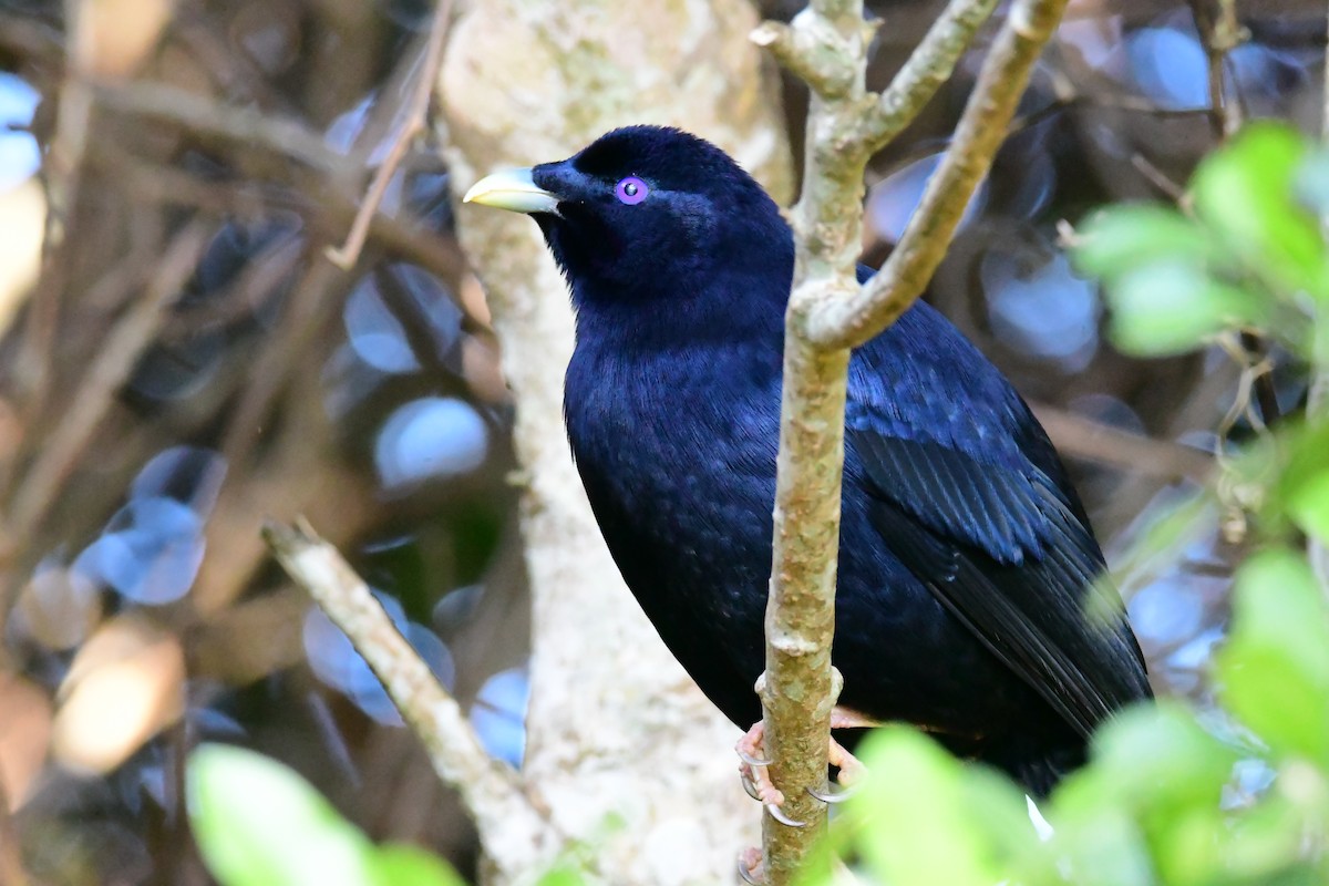 Satin Bowerbird - ML645760752